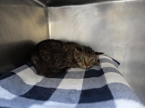 MANNY, Senior Domestic Short Hair (short coat), cat for adoption in Tulsa, Oklahoma