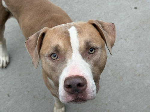 SIMON, an adoptable Pit Bull Terrier in Tulsa, OK