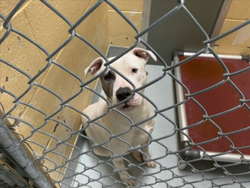 TINA, an adoptable Pit Bull Terrier in Tulsa, OK