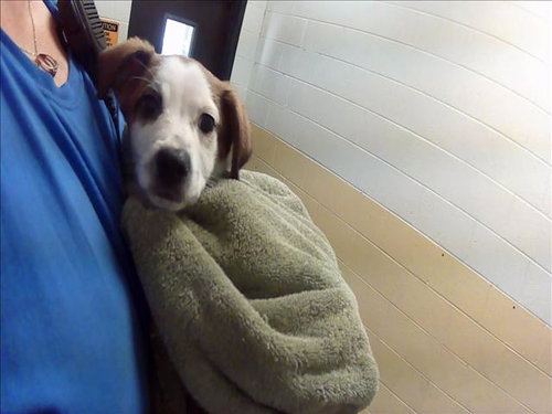 MONTY - Saint Bernard available for adoption