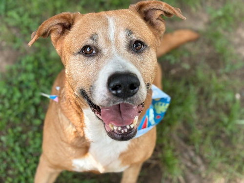 GARY, an adoptable Labrador Retriever in Tulsa, OK