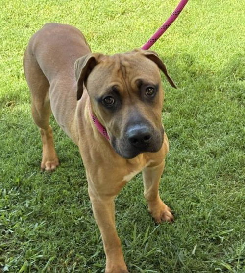 BILBO, an adoptable Pit Bull Terrier in Tulsa, OK