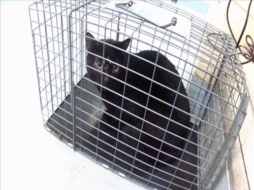 GLEE, an adoptable Domestic Medium Hair in Tulsa, OK