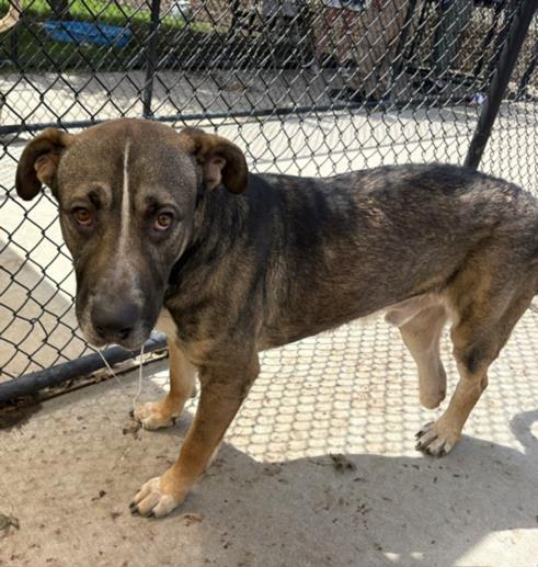 SARGE, an adoptable Mastiff in Tulsa, OK