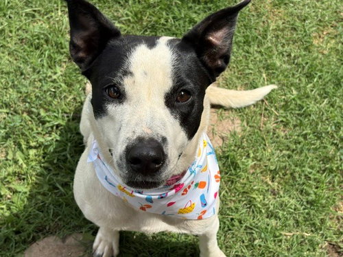 RUBY, an adoptable Pit Bull Terrier in Tulsa, OK