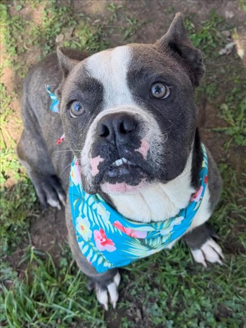 MR.DOZER