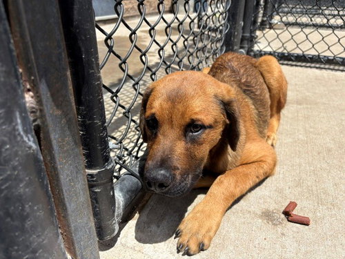 COOL KID, an adoptable Anatolian Shepherd in Tulsa, OK