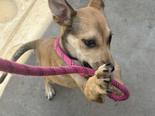 KITTY, an adoptable Pit Bull Terrier in Tulsa, OK