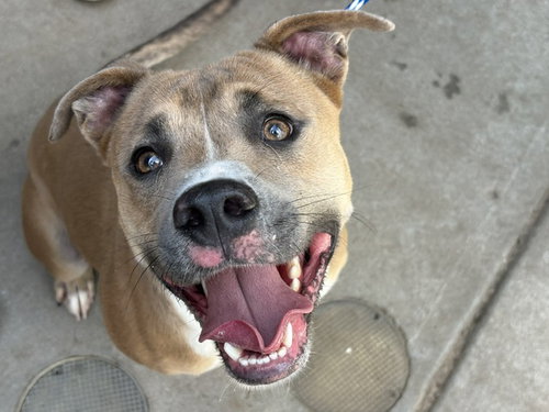 TORCH, an adoptable American Pit Bull Terrier in Tulsa, OK