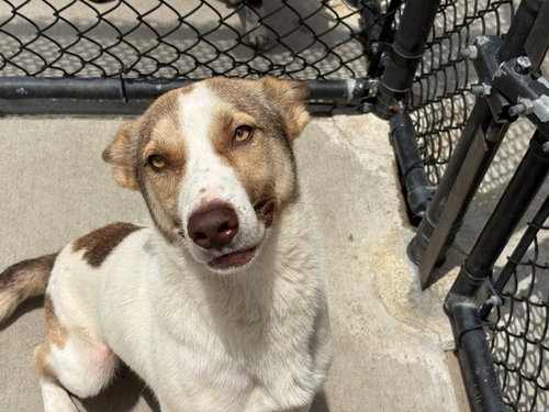 BOX, an adoptable German Shepherd Dog in Tulsa, OK