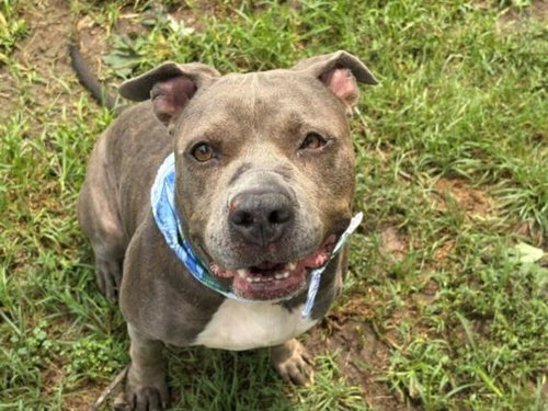 LOLA, an adoptable Pit Bull Terrier in Tulsa, OK