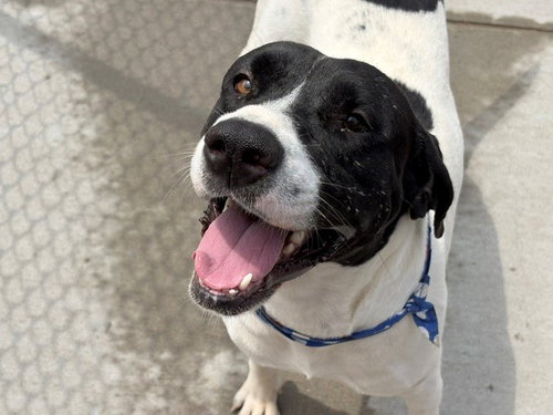PANDA, an adoptable Plott Hound in Tulsa, OK