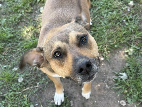 MAGGIE