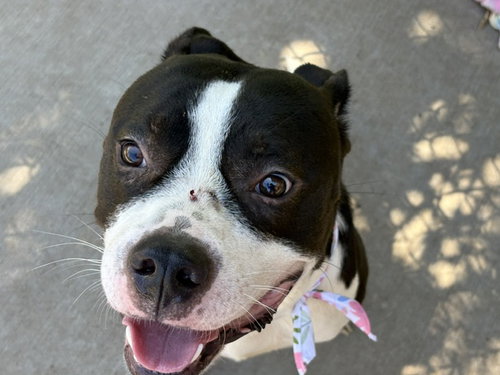 FOREST, an adoptable Pit Bull Terrier in Tulsa, OK