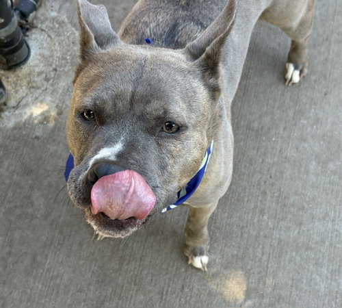 JEANIE, an adoptable Pit Bull Terrier in Tulsa, OK