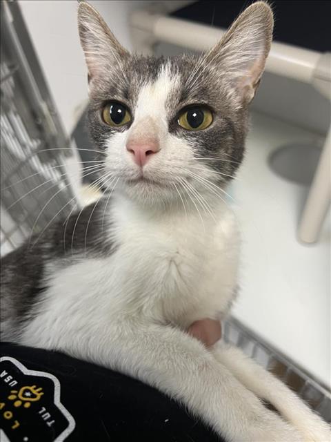 ANNIE, Young Domestic Short Hair (short coat), cat for adoption in Broken Arrow, Oklahoma