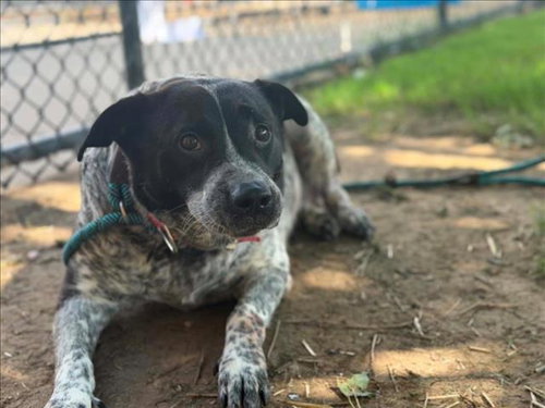 NOVA, an adoptable Australian Cattle Dog in Tulsa, OK