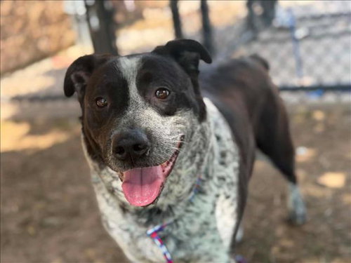 PANDA, an adoptable Australian Cattle Dog in Tulsa, OK
