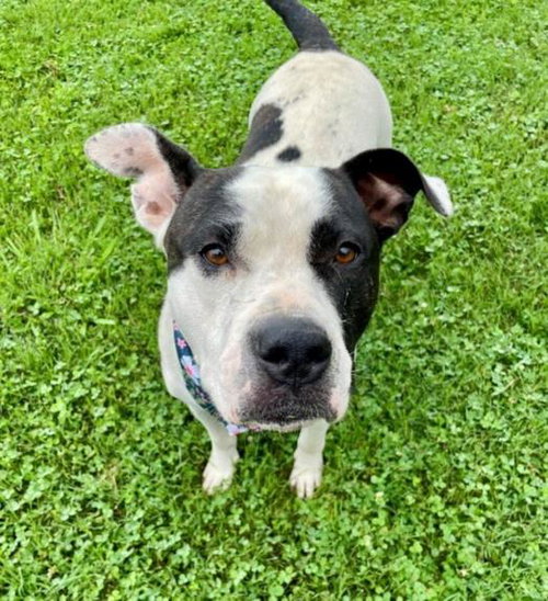 ELOTE, an adoptable Pit Bull Terrier in Tulsa, OK