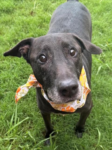 BUDDY, an adoptable Labrador Retriever in Tulsa, OK