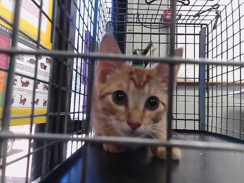 FUEGO
