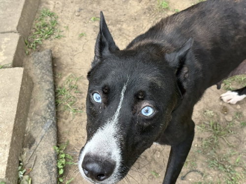 TOFU, an adoptable Siberian Husky in Tulsa, OK