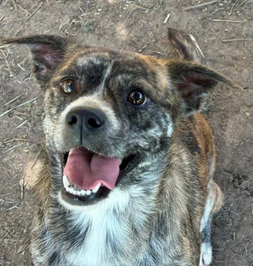 ELPHABA, an adoptable American Pit Bull Terrier in Tulsa, OK