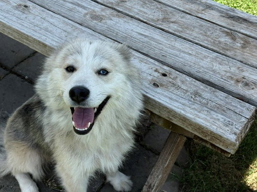 PAULA, an adoptable Siberian Husky in Tulsa, OK