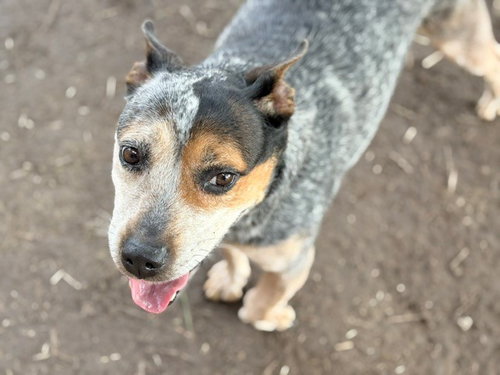 MABEL, an adoptable Australian Cattle Dog in Tulsa, OK
