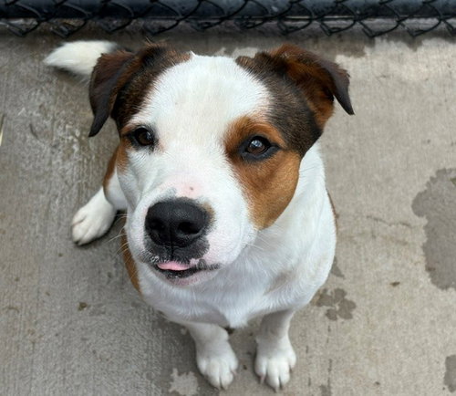 PLANE, an adoptable Australian Cattle Dog in Tulsa, OK