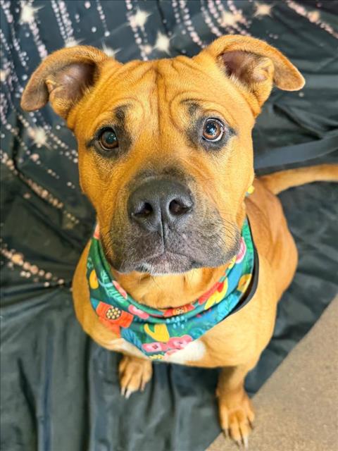 AIR, an adoptable Pit Bull Terrier in Tulsa, OK