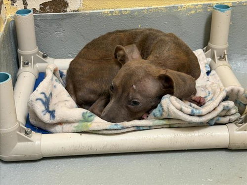 NUGGET, an adoptable Pit Bull Terrier in Tulsa, OK