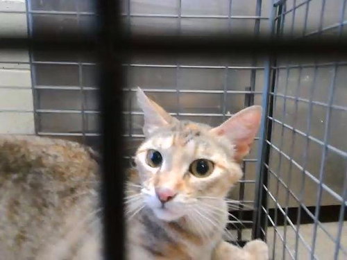 ARLO, Young Domestic Short Hair (short coat), cat for adoption in Muskogee, Oklahoma