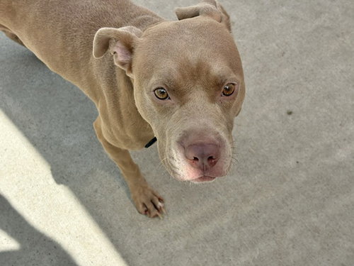 LUCY, an adoptable Pit Bull Terrier in Tulsa, OK