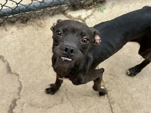 Tommy - Pit Bull Terrier
