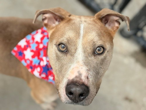 MORT, an adoptable Pit Bull Terrier in Tulsa, OK