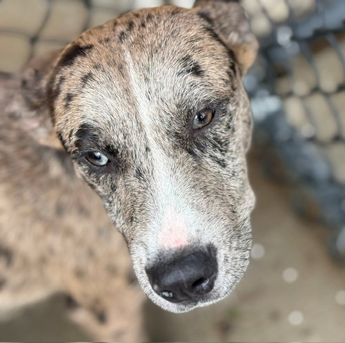 ROSS, an adoptable Australian Cattle Dog in Tulsa, OK