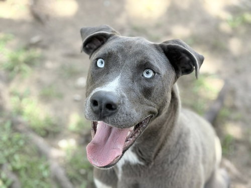 Rara