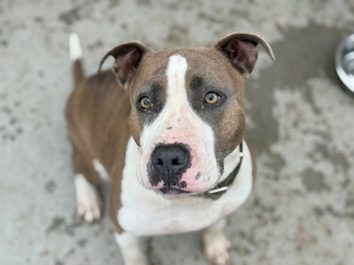 GRACIE, an adoptable Pit Bull Terrier in Tulsa, OK