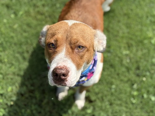 DONNA, an adoptable Pit Bull Terrier in Tulsa, OK