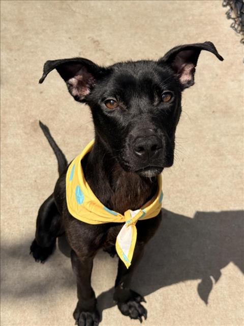 DOUBLE DUCE, an adoptable Pit Bull Terrier in Tulsa, OK