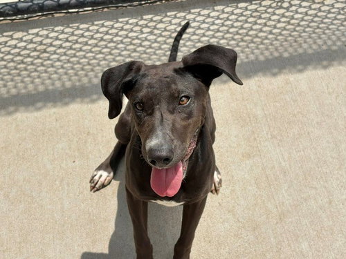 AURORA, an adoptable Pit Bull Terrier in Tulsa, OK