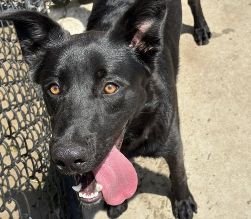LEO, an adoptable German Shepherd Dog in Tulsa, OK