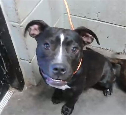 MILEY, an adoptable Boxer in Tulsa, OK