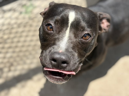 MILEY, an adoptable Boxer in Tulsa, OK