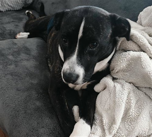 GRACIE LEE, an adoptable Pit Bull Terrier in Tulsa, OK