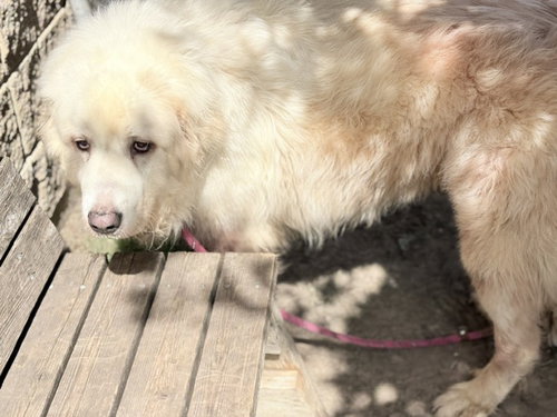 COOPER, an adoptable Great Pyrenees in Tulsa, OK