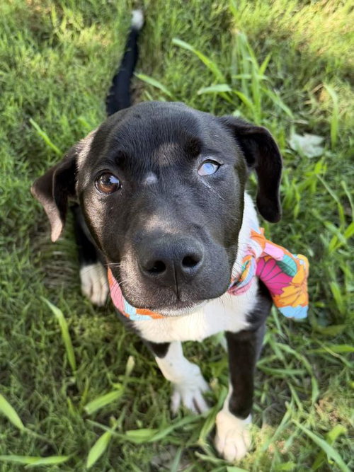 TINKERBELL, an adoptable Labrador Retriever in Tulsa, OK