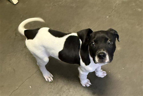 BESTIE, an adoptable Pit Bull Terrier in Tulsa, OK