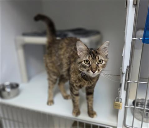 SNUFFY, an adoptable Domestic Long Hair in Tulsa, OK